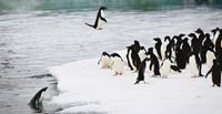 Adelie_penguins_Commonwealth_Bay_Antarctica